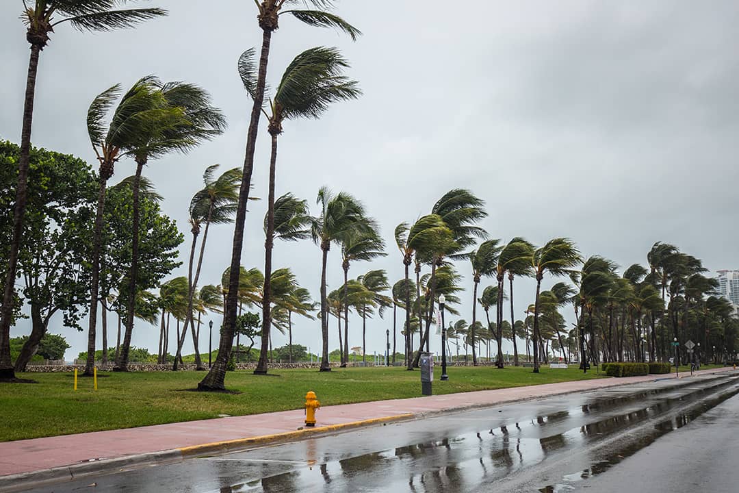 Trees withstand strong winds brought by Hurricane Irma at the Miami Beach in Florida.